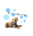 愛犬ももたろう002（個別スタンプ：5）