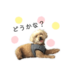 愛犬ももたろう002（個別スタンプ：7）