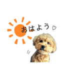愛犬ももたろう002（個別スタンプ：11）