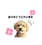 愛犬ももたろう002（個別スタンプ：12）