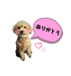 愛犬ももたろう002（個別スタンプ：13）