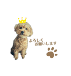 愛犬ももたろう002（個別スタンプ：15）