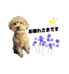 愛犬ももたろう002（個別スタンプ：16）