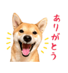 ありのままの柴犬【ゆる〜い敬語】（個別スタンプ：1）