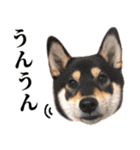 ありのままの柴犬【ゆる〜い敬語】（個別スタンプ：3）