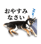 ありのままの柴犬【ゆる〜い敬語】（個別スタンプ：6）