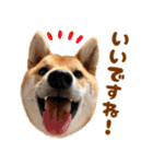 ありのままの柴犬【ゆる〜い敬語】（個別スタンプ：7）