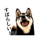 ありのままの柴犬【ゆる〜い敬語】（個別スタンプ：8）