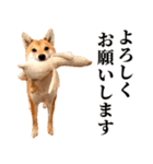 ありのままの柴犬【ゆる〜い敬語】（個別スタンプ：10）