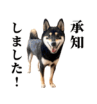 ありのままの柴犬【ゆる〜い敬語】（個別スタンプ：12）