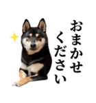 ありのままの柴犬【ゆる〜い敬語】（個別スタンプ：15）