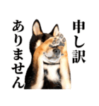 ありのままの柴犬【ゆる〜い敬語】（個別スタンプ：17）