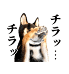 ありのままの柴犬【ゆる〜い敬語】（個別スタンプ：18）