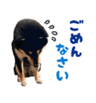 ありのままの柴犬【ゆる〜い敬語】（個別スタンプ：19）