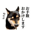 ありのままの柴犬【ゆる〜い敬語】（個別スタンプ：20）