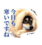 ありのままの柴犬【ゆる〜い敬語】（個別スタンプ：21）