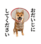 ありのままの柴犬【ゆる〜い敬語】（個別スタンプ：22）