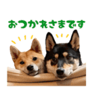 ありのままの柴犬【ゆる〜い敬語】（個別スタンプ：24）