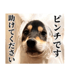 ありのままの柴犬【ゆる〜い敬語】（個別スタンプ：25）