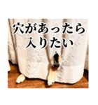 ありのままの柴犬【ゆる〜い敬語】（個別スタンプ：26）