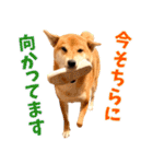 ありのままの柴犬【ゆる〜い敬語】（個別スタンプ：27）