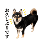 ありのままの柴犬【ゆる〜い敬語】（個別スタンプ：29）