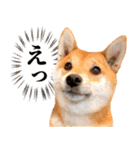 ありのままの柴犬【ゆる〜い敬語】（個別スタンプ：30）