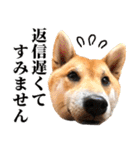 ありのままの柴犬【ゆる〜い敬語】（個別スタンプ：31）