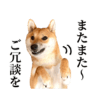 ありのままの柴犬【ゆる〜い敬語】（個別スタンプ：32）