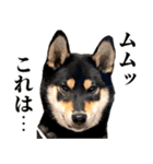 ありのままの柴犬【ゆる〜い敬語】（個別スタンプ：33）