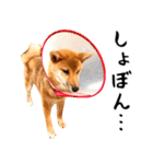 ありのままの柴犬【ゆる〜い敬語】（個別スタンプ：37）