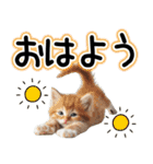 毎日使える日常会話☆仲の良い人用☆猫ネコ（個別スタンプ：1）