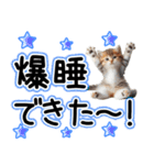 毎日使える日常会話☆仲の良い人用☆猫ネコ（個別スタンプ：2）