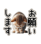 毎日使える日常会話☆仲の良い人用☆猫ネコ（個別スタンプ：18）