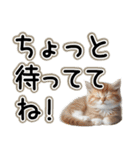 毎日使える日常会話☆仲の良い人用☆猫ネコ（個別スタンプ：21）