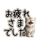 毎日使える日常会話☆仲の良い人用☆猫ネコ（個別スタンプ：28）