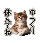 毎日使える日常会話☆仲の良い人用☆猫ネコ（個別スタンプ：29）