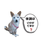 マロンだいすきだよ（個別スタンプ：4）