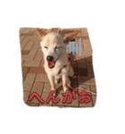 マロンだいすきだよ（個別スタンプ：5）