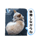 マロンだいすきだよ（個別スタンプ：6）