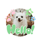 チワワのダムちゃん③（個別スタンプ：1）