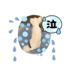 チワワのダムちゃん③（個別スタンプ：3）