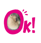 チワワのダムちゃん③（個別スタンプ：5）
