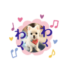 チワワのダムちゃん③（個別スタンプ：7）
