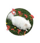 チワワのダムちゃん③（個別スタンプ：9）
