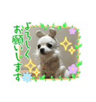 チワワのダムちゃん③（個別スタンプ：14）