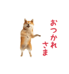 踊る！柴犬（個別スタンプ：3）