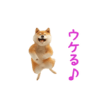 踊る！柴犬（個別スタンプ：5）