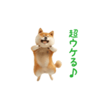 踊る！柴犬（個別スタンプ：6）