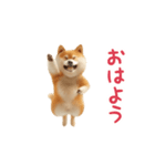 踊る！柴犬（個別スタンプ：10）